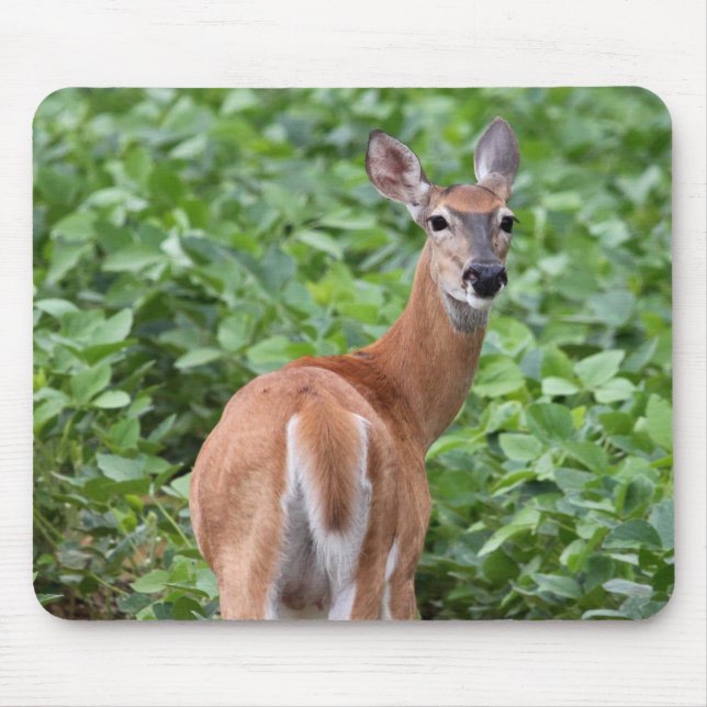 Weißschwanzhirsche Mousepad (Vorne)