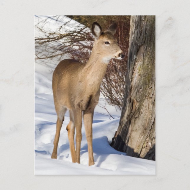 Weißschwanzhirsche (Nah hoch) Postkarte (Vorderseite)