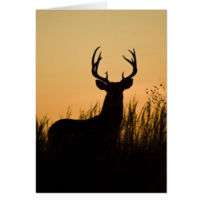 Weißschwanzhirsche (Odocoileus virginianus) (Vorne)