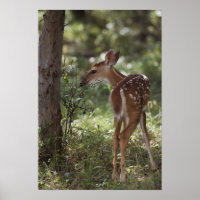Weißschwanzhirsche, Odocoileus virginianus, 2