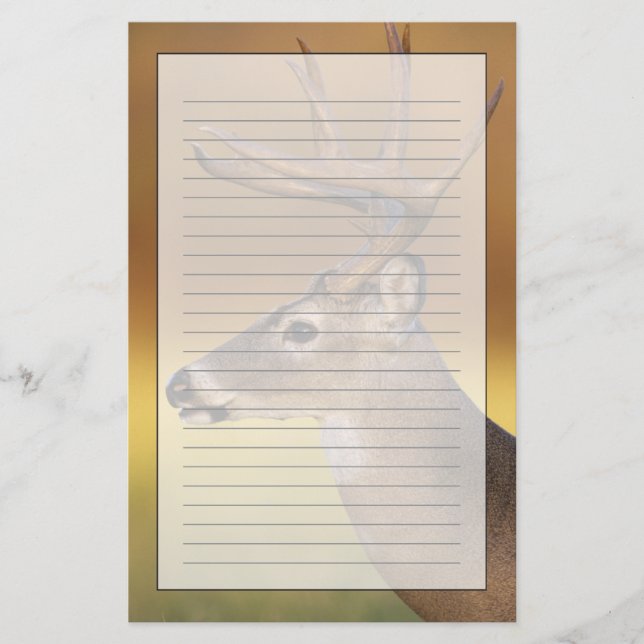 Weißschwanzhirsche, Odocoileus virginianus, Briefpapier (Vorderseite)