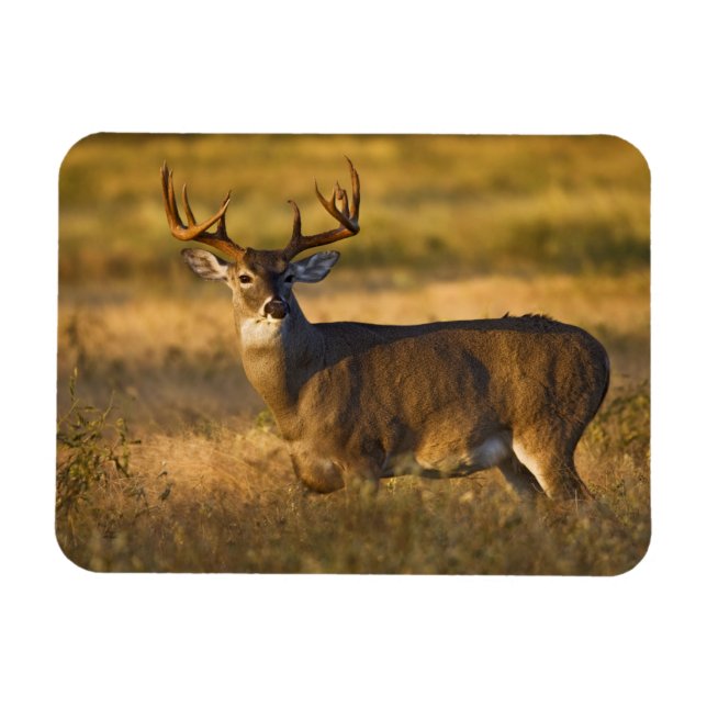 Weißschwanzhirsche (Odocoileus virginianus) Erwach Magnet (Horizontal)