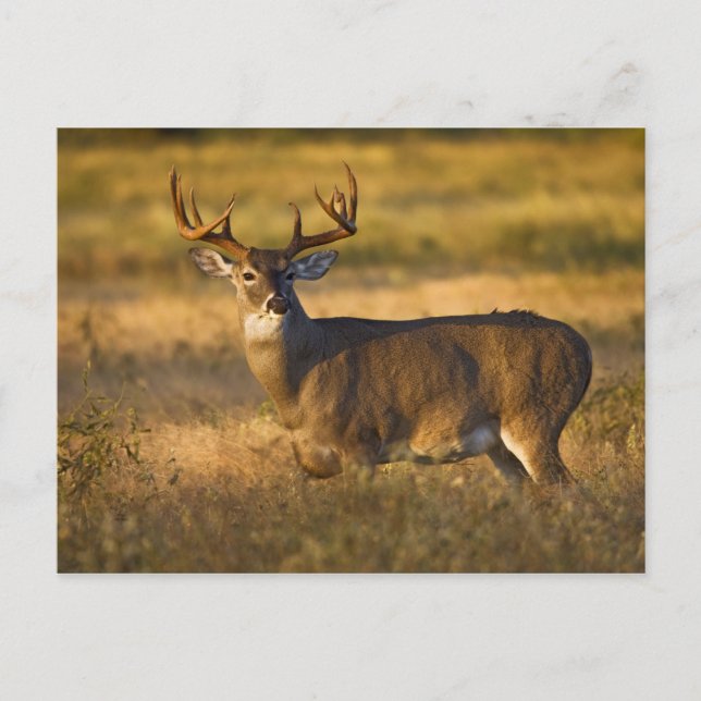 Weißschwanzhirsche (Odocoileus virginianus) Erwach Postkarte (Vorderseite)