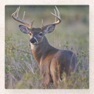Weißschwanzhirsche Odocoileus virginianus Glasuntersetzer