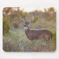 Weißschwanzhirsche (Odocoileus virginianus) männli