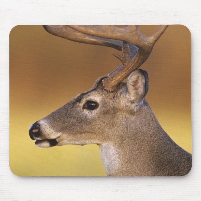 Weißschwanzhirsche, Odocoileus virginianus, Mousepad (Vorne)