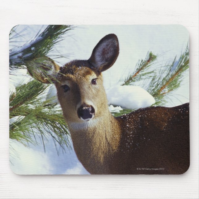 Weißschwanzhirsche (Odocoileus virginianus), Mousepad (Vorne)