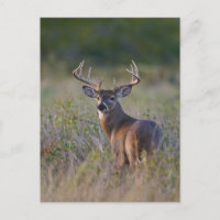 Weißschwanzhirsche Odocoileus virginianus