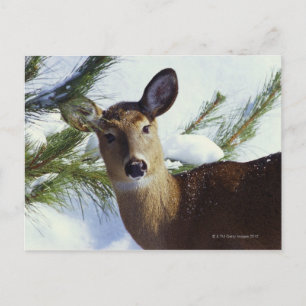 Weißschwanzhirsche (Odocoileus virginianus), Postkarte