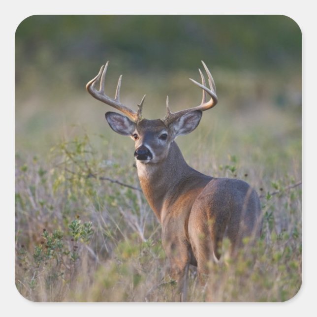 Weißschwanzhirsche Odocoileus virginianus Quadratischer Aufkleber (Vorderseite)
