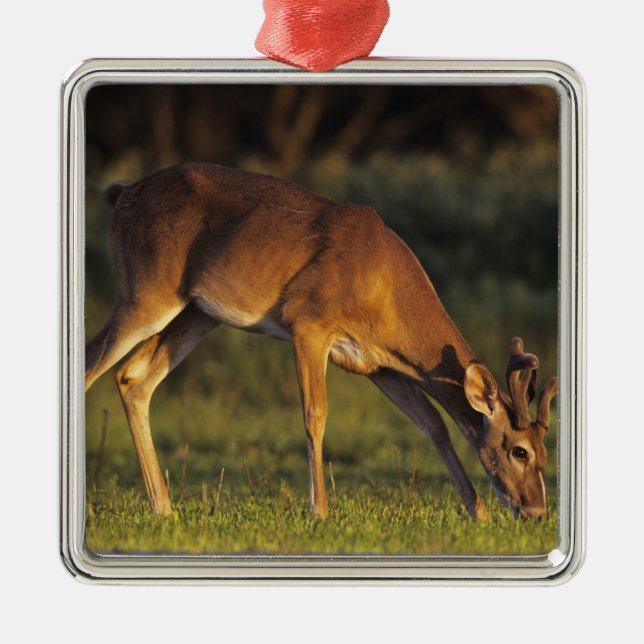 Weißschwanzhirsche, Odocoileus virginianus Silbernes Ornament (Vorne)