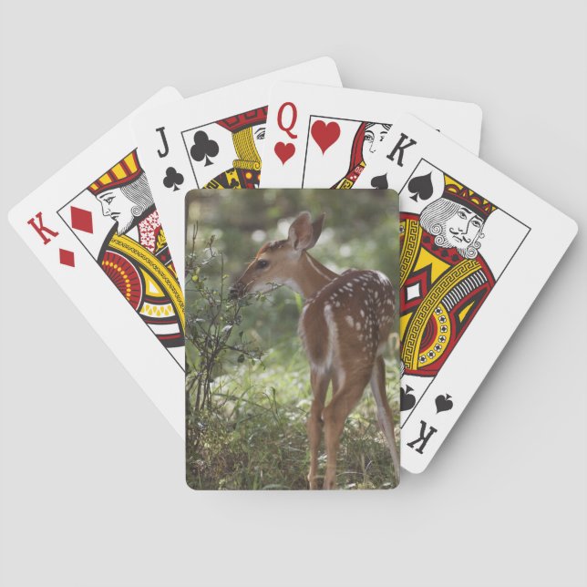 Weißschwanzhirsche, Odocoileus virginianus Spielkarten (Rückseite)