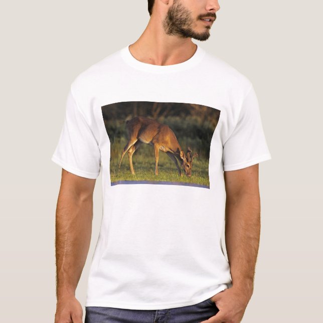 Weißschwanzhirsche, Odocoileus virginianus T-Shirt (Vorderseite)