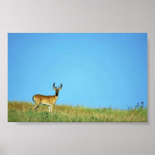 Weißschwanzhirsche Poster