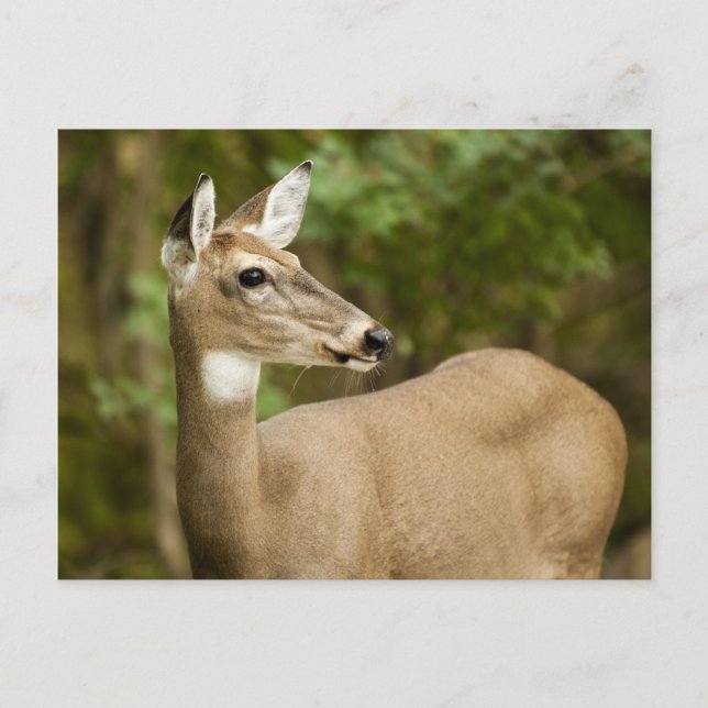 Weißschwanzhirsche Postkarte (Vorderseite)