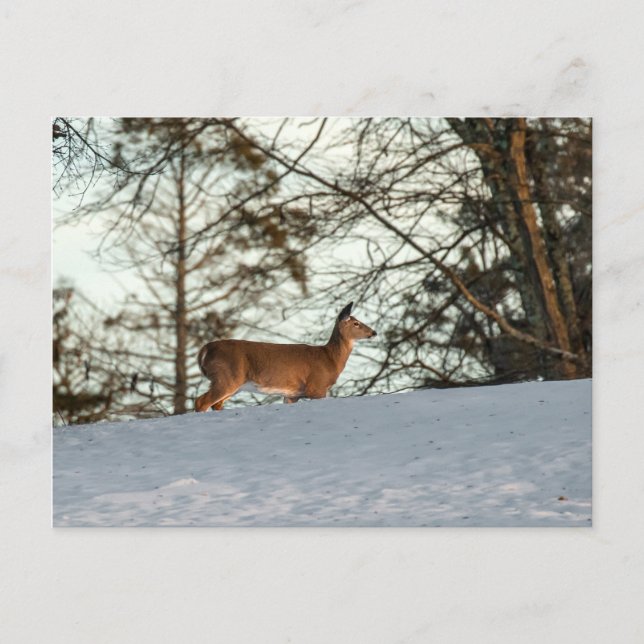 Weißschwanzhirsche Postkarte (Vorderseite)