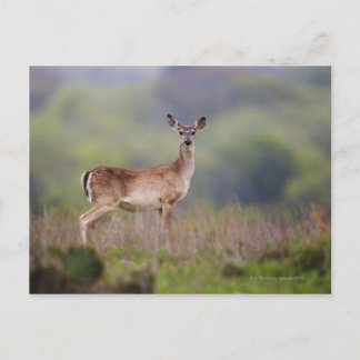 Weißschwanzhirsche Postkarte