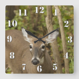 Weißschwanzhirsche Quadratische Wanduhr