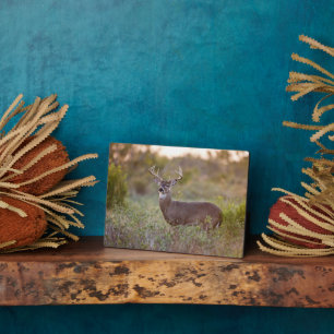 Weißschwanzhirsche   Rückgang in Texas Fotoplatte