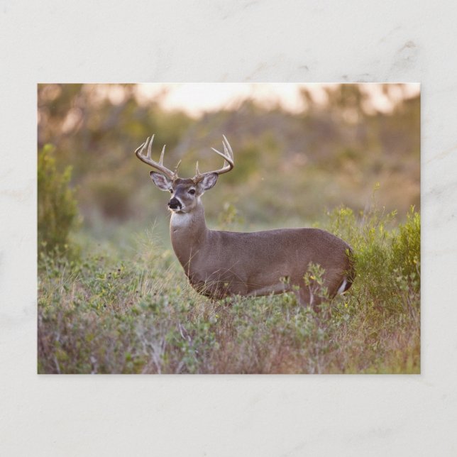 Weißschwanzhirsche | Rückgang in Texas Postkarte (Vorderseite)