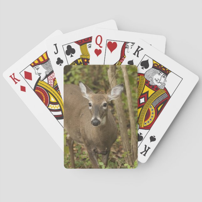 Weißschwanzhirsche Spielkarten (Rückseite)