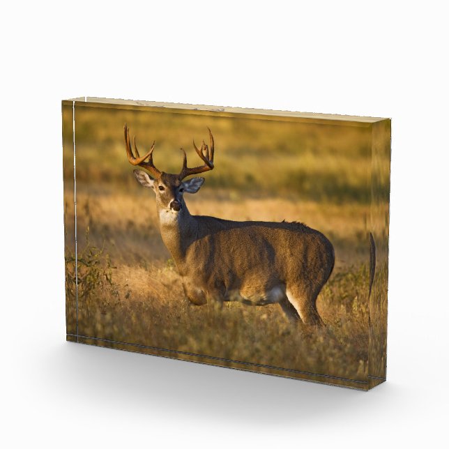 Weißschwanzhirsche | Südtexas Fotoblock (Rechts)
