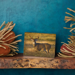 Weißschwanzhirsche   Südtexas Fotoplatte