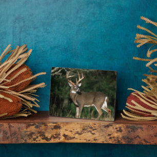 Weißschwanzhirsche   Tennessee Fotoplatte