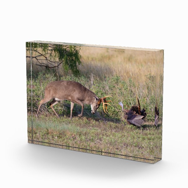 Weißschwänzige Hirsche im Kampf gegen die wilde Tü Fotoblock (Rechts)