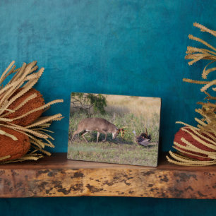 Weißschwänzige Hirsche im Kampf gegen die wilde Tü Fotoplatte