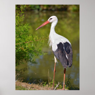 Weißstorch am Ufer eines Teiches Poster