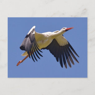 Weißstorch im Flug Postkarte