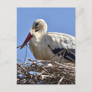 Weißstorch in seinem Nest Postkarte