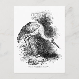 Weißstorch Vintage Vogel Wildlife Zeichnung Postkarte