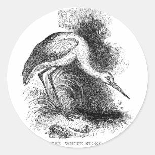 Weißstorch Vintage Vogel Wildlife Zeichnung Runder Aufkleber