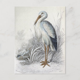 Weißstorch-Vintage-Vogelillustration Postkarte