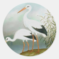 Weißstorch, Vogelbilder