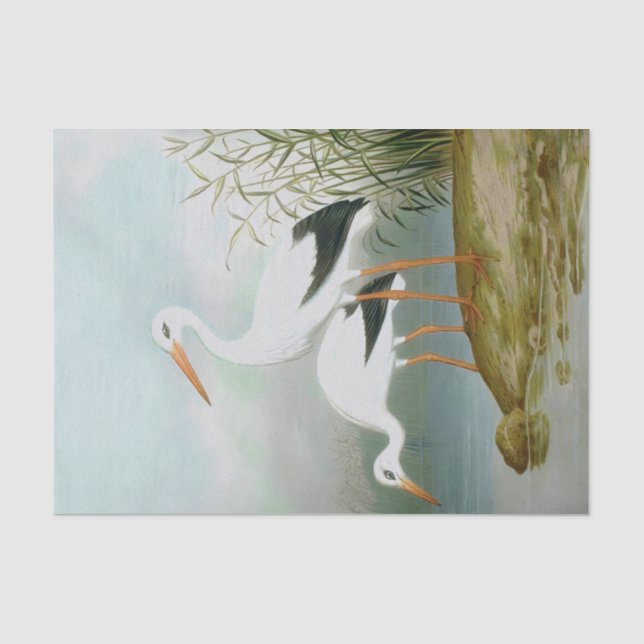 Weißstorch, Vogelbilder Seidenpapier (Vorderseite)
