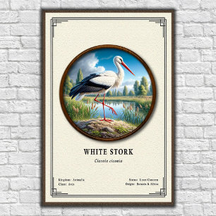 Weißstorch-Zoologie-Serie Poster
