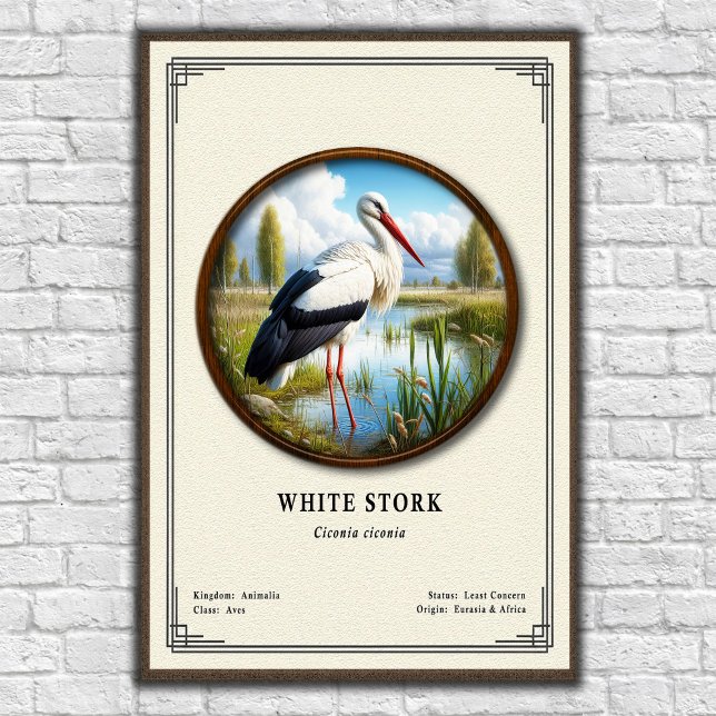 Weißstorch-Zoologie-Serie Poster (Von Creator hochgeladen)