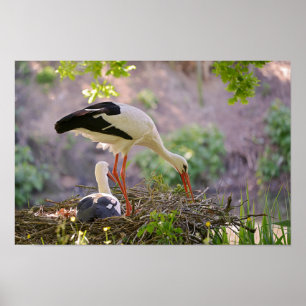 Weißstorche auf ihrem Nest Poster