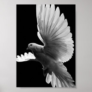 Weißtaube Poster
