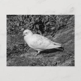 Weißtaube Postkarte