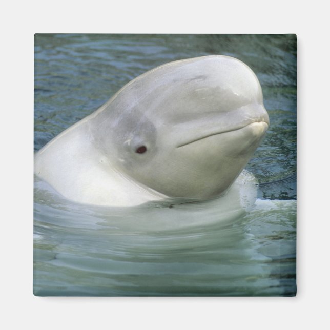 Weißwal, Delphinapterus leucas) Magnet (Vorne)