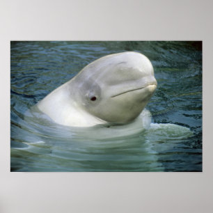 Weißwal, Delphinapterus leucas) Poster