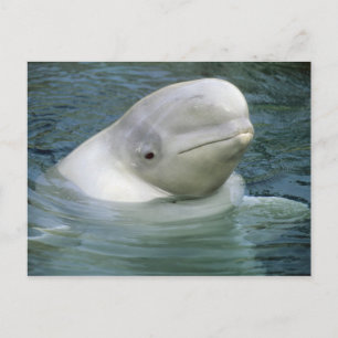 Weißwal, Delphinapterus leucas) Postkarte