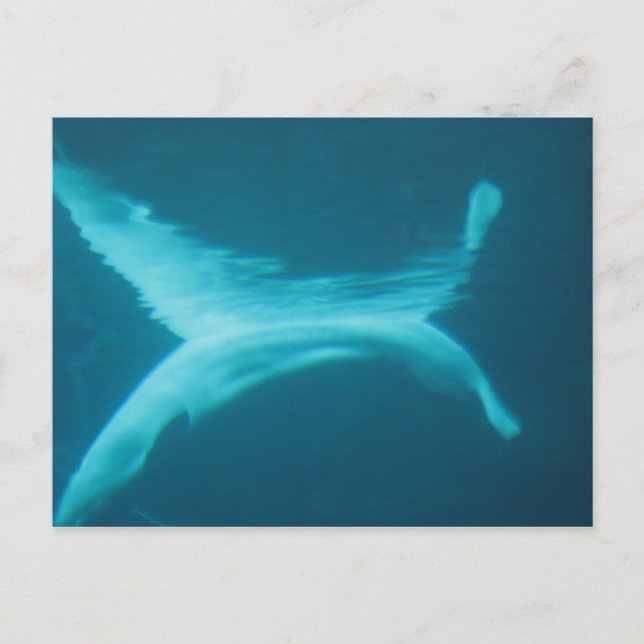 Weißwal-Spalte Postkarte (Vorderseite)