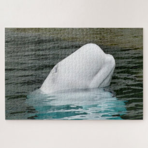 Weißwale Puzzle