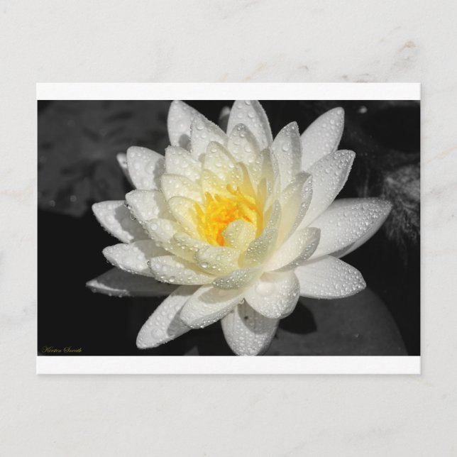Weißwasserlily-Fotografie Postkarte (Vorderseite)