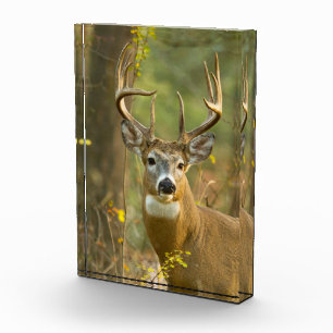 Weißwedelhirsch Bock Whitefish, Montana Fotoblock